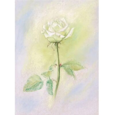 גלויה מצויירת בגווני תכלת ירוק ולבן, עם ציור של ורד לבן